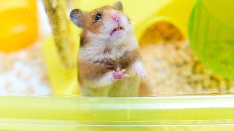 Parasitter i tarmkanalen Gnavere Hamster
