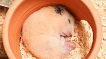 Trommesyge Gnavere Hamster