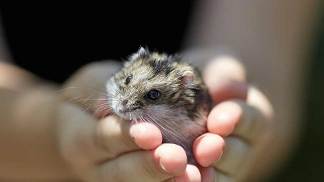Urinvejslidelser Gnavere Hamster