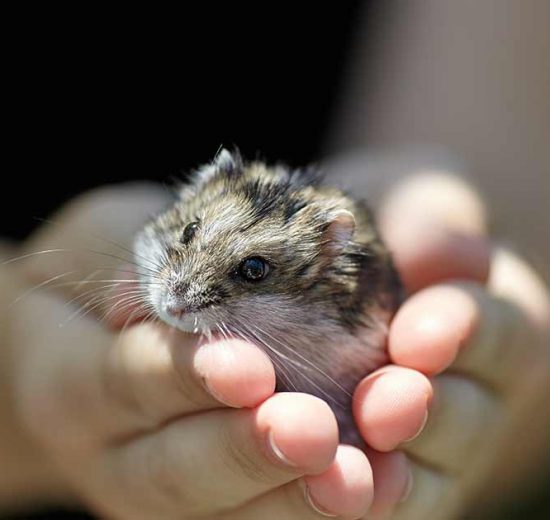 Urinvejslidelser Gnavere Hamster