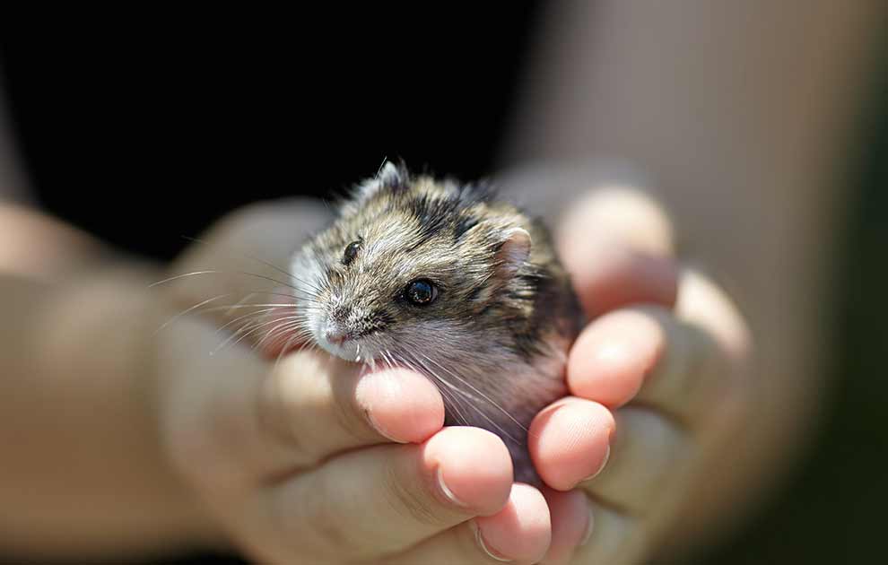Urinvejslidelser Gnavere Hamster