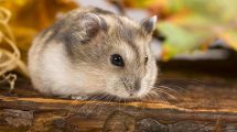 Wet tail Gnavere Hamster
