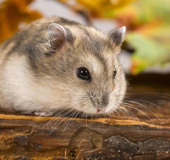 Wet tail Gnavere Hamster