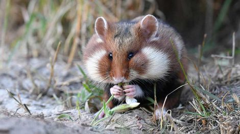 Rengøring og desinfektion Gnavere Hamster