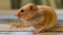 Endetarmsfremfald Gnavere Hamster