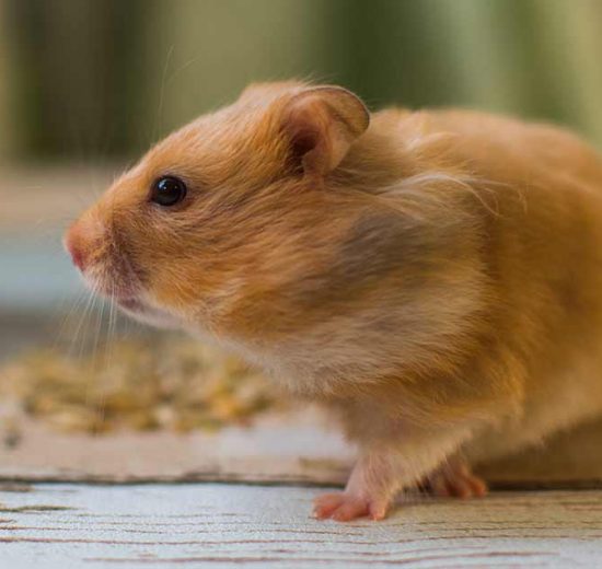 Endetarmsfremfald Gnavere Hamster