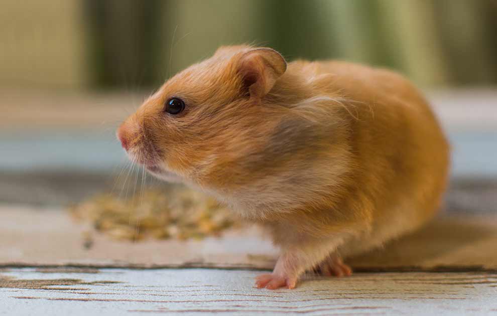 Endetarmsfremfald Gnavere Hamster