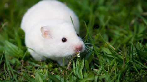 Hudlidelser Gnavere Hamster