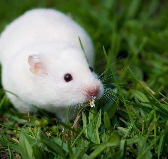 Hudlidelser Gnavere Hamster