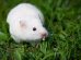 Hudlidelser Gnavere Hamster