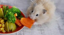 ABC i rigtig pleje Gnavere Hamster