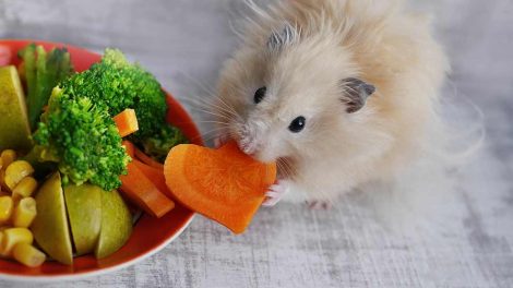 ABC i rigtig pleje Gnavere Hamster