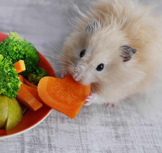 ABC i rigtig pleje Gnavere Hamster