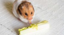 Fodring Gnavere Hamster