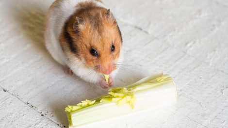 Fodring Gnavere Hamster