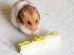Fodring Gnavere Hamster