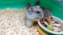 Burindretning Gnavere Hamster