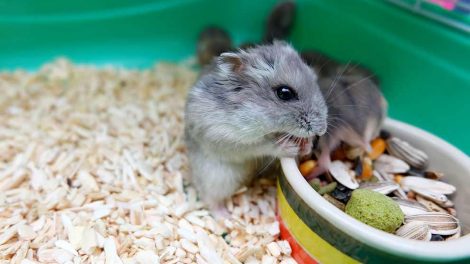 Burindretning Gnavere Hamster