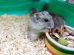 Burindretning Gnavere Hamster