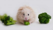 Lus Gnavere Hamster