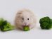 Lus Gnavere Hamster
