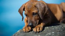 Fremmedlegeme i mund/svælg Hunde førstehjælp