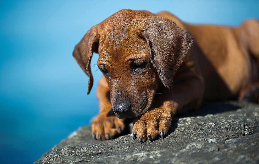 Fremmedlegeme i mund/svælg, Dyrlægevagten