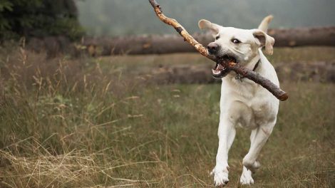 Opsvulmet mave Hunde førstehjælp