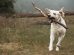 Opsvulmet mave Hunde førstehjælp