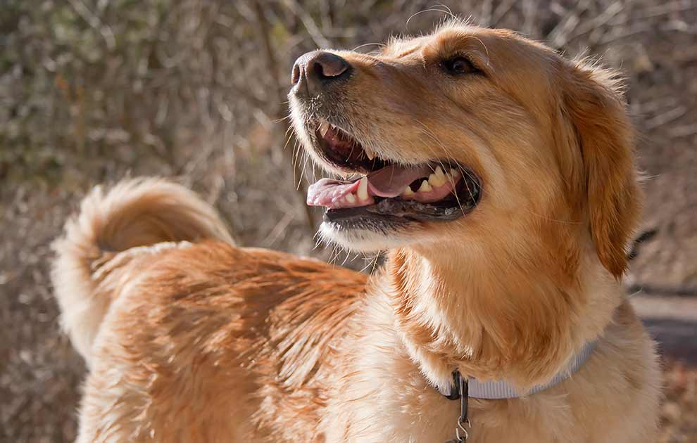 Kvælning/åndenød Hunde førstehjælp