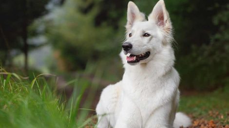Øjenskader Hunde førstehjælp
