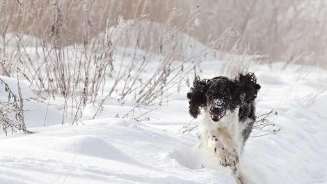 Hedeslag Hunde førstehjælp
