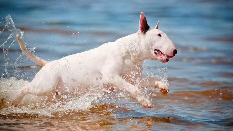 Hugormebid Hunde førstehjælp