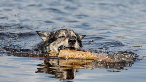 Insektstik Hunde førstehjælp