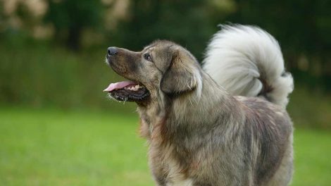 Tæger Hunde førstehjælp