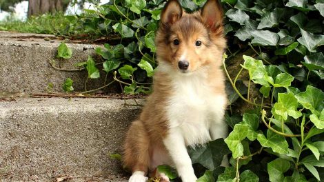 Nyttige tips Hunde førstehjælp