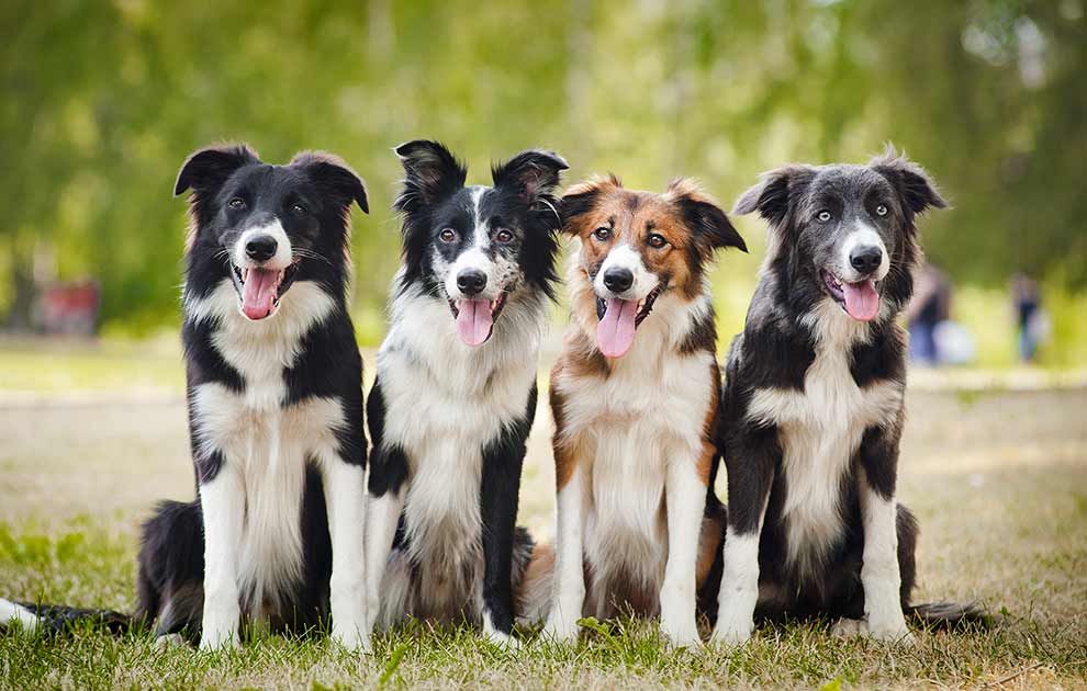 Dyrlægekontrol Hunde førstehjælp