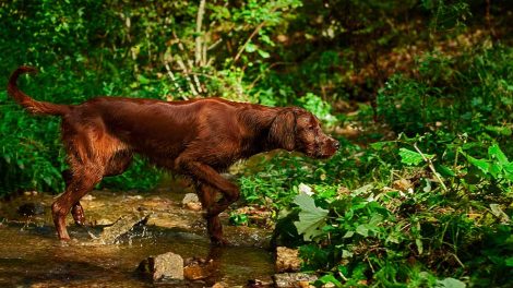 Gode råd for at undgå ulykker Hunde førstehjælp
