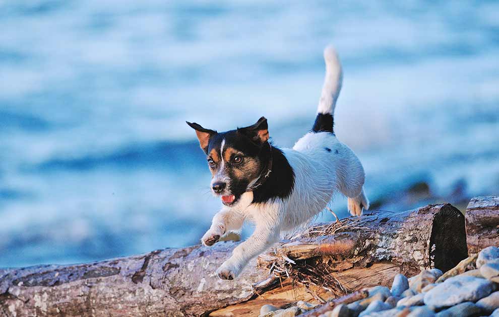 Drukning, Dyrlægevagten