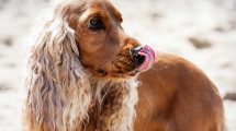 Tandsygdomme Hunde sygdomme