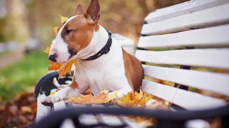 Fødslen Hunde fødsler