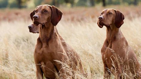 Efterlysning Hunde generelt