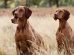 Efterlysning Hunde generelt