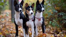 Blæresten Hunde sygdomme