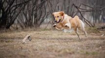 Discusprolaps Hunde sygdomme