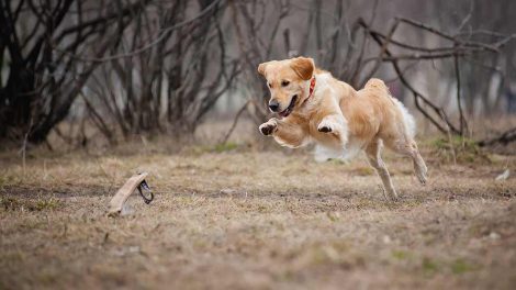 Discusprolaps Hunde sygdomme