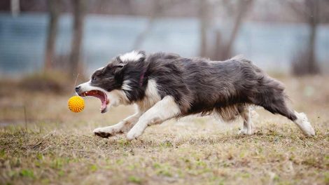 Hundesyge Hunde sygdomme
