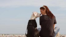 Kennelhoste Hunde sygdomme