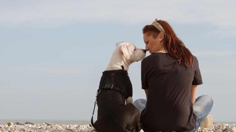 Kennelhoste Hunde sygdomme