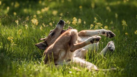 Mave-tarminfektion forårsaget af coronavirus og parvovirus Hunde sygdomme